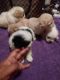 Mal-Shi Puppies for sale in Detroit, MI, USA. price: NA