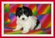 Mal-Shi Puppies for sale in San Jose, CA, USA. price: NA