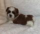 Mal-Shi Puppies for sale in New York, IA 50238, USA. price: NA
