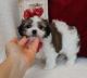 Mal-Shi Puppies for sale in Torrance, CA, USA. price: NA