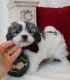 Mal-Shi Puppies for sale in Glendale, AZ, USA. price: NA