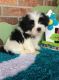 Mal-Shi Puppies for sale in Jersey City, NJ 07306, USA. price: $650