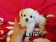 Mal-Shi Puppies for sale in Los Angeles, CA 90006, USA. price: NA