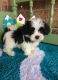 Mal-Shi Puppies for sale in Crystal City, MO, USA. price: $500