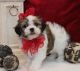 Mal-Shi Puppies for sale in Decker, MT 59025, USA. price: $600