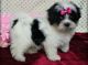 Mal-Shi Puppies for sale in Ashfield, MA, USA. price: $650