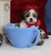 Mal-Shi Puppies for sale in Albuquerque, NM, USA. price: NA