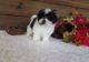 Mal-Shi Puppies for sale in Charleston, SC, USA. price: $600