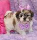 Mal-Shi Puppies for sale in Alabaster, AL, USA. price: $650