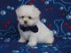 Mal-Shi Puppies for sale in Houston, TX, USA. price: NA