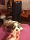 Mal-Shi Puppies for sale in Sidney, OH 45365, USA. price: NA
