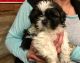 Mal-Shi Puppies for sale in Galivants Ferry, SC 29544, USA. price: NA