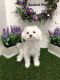 Mal-Shi Puppies for sale in Las Vegas, NV 89178, USA. price: NA