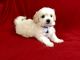 Mal-Shi Puppies for sale in Bakersfield, CA, USA. price: NA