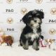 Mal-Shi Puppies for sale in Temple City, CA, USA. price: NA