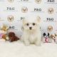 Mal-Shi Puppies for sale in Temple City, CA, USA. price: NA