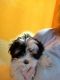 Mal-Shi Puppies for sale in Naples, FL, USA. price: NA