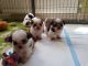 Mal-Shi Puppies for sale in Indianapolis, IN, USA. price: NA