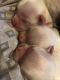 Mal-Shi Puppies for sale in Philadelphia, PA, USA. price: $700