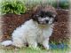 Mal-Shi Puppies for sale in Millersburg, OH 44654, USA. price: NA