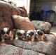 Mal-Shi Puppies for sale in Sylva, NC 28779, USA. price: NA