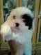 Mal-Shi Puppies for sale in Downey, CA, USA. price: NA