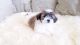 Mal-Shi Puppies for sale in Thousand Oaks, CA, USA. price: NA