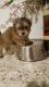 Mal-Shi Puppies for sale in Greenville, NC, USA. price: NA