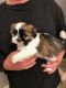 Mal-Shi Puppies for sale in Edgewater, MD 21037, USA. price: NA