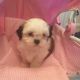 Mal-Shi Puppies for sale in Montgomery, IL, USA. price: NA