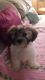 Mal-Shi Puppies for sale in Paw Paw, MI 49079, USA. price: NA