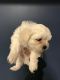 Mal-Shi Puppies for sale in Franklin, IN 46131, USA. price: NA