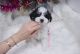 Mal-Shi Puppies for sale in Las Vegas, NV 89178, USA. price: NA