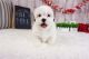 Mal-Shi Puppies for sale in Las Vegas, NV 89113, USA. price: NA