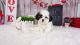 Mal-Shi Puppies for sale in Las Vegas, NV 89113, USA. price: $1,350