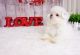 Mal-Shi Puppies for sale in Las Vegas, NV 89113, USA. price: NA