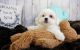Mal-Shi Puppies for sale in Las Vegas, NV 89113, USA. price: $1,200