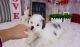 Mal-Shi Puppies for sale in Las Vegas, NV 89113, USA. price: $1,200