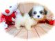 Mal-Shi Puppies for sale in Hammond, IN, USA. price: NA