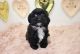 Mal-Shi Puppies for sale in Las Vegas, NV 89178, USA. price: $1,350