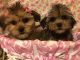 Mal-Shi Puppies for sale in West Bloomfield Township, MI, USA. price: $700