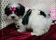 Mal-Shi Puppies for sale in Caldwell, ID 83605, USA. price: NA