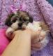 Mal-Shi Puppies for sale in Alabaster, AL, USA. price: NA