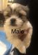 Mal-Shi Puppies for sale in San Antonio, TX, USA. price: NA