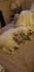 Mal-Shi Puppies for sale in Long Beach, CA, USA. price: NA