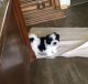 Mal-Shi Puppies for sale in Sylva, NC 28779, USA. price: NA