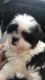 Mal-Shi Puppies for sale in Fireside Dr, Dallas, TX 75217, USA. price: NA