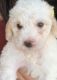 Mal-Shi Puppies for sale in Tucson, AZ, USA. price: NA
