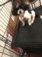 Mal-Shi Puppies for sale in Stockbridge, GA, USA. price: NA
