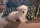 Mal-Shi Puppies for sale in Pinellas Park, FL, USA. price: NA